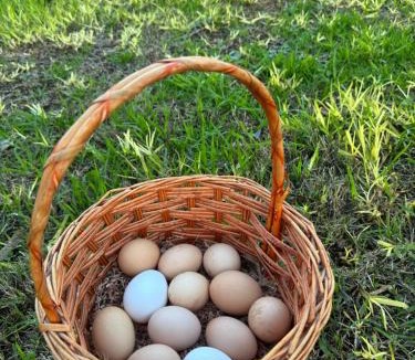 Diggers Rest House | Farm Stay, Feed Sheep & Relax