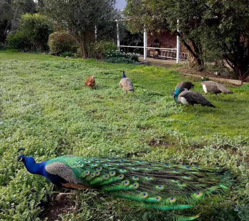 Photo of Others in Kangaroo Ground