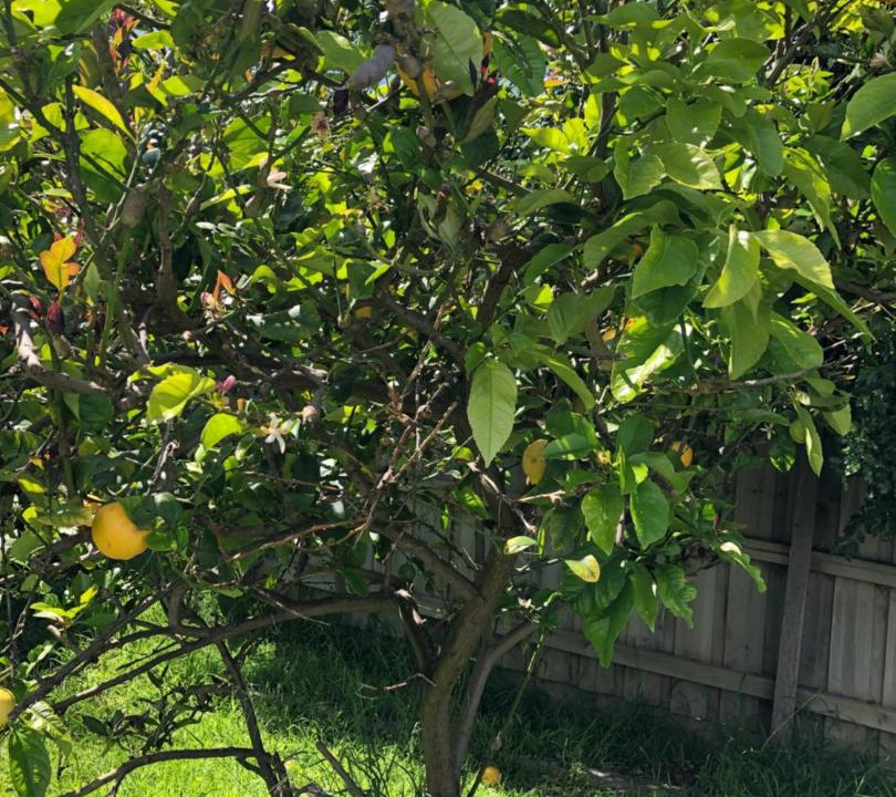 Photo of Outdoor in Pascoe Vale South